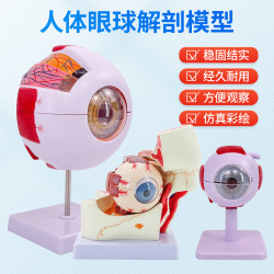 人體教學眼球解剖結搆模型可拆卸兒童仿真眼睛醫學眼部模型 6倍