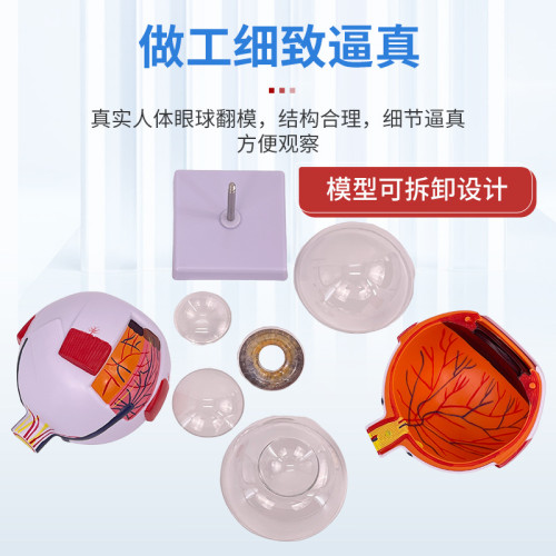 人體教學眼球解剖結搆模型可拆卸兒童仿真眼睛醫學眼部模型 6倍