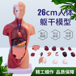 人體模型 28CM軀乾 人體內髒解剖模型 醫學教具骨骼 兒童益智玩具