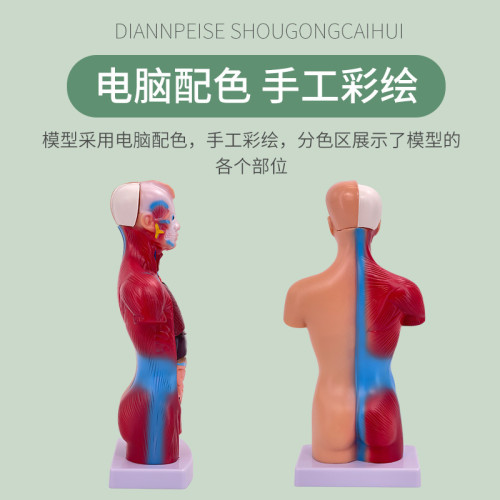 人體模型 28CM軀乾 人體內髒解剖模型 醫學教具骨骼 兒童益智玩具