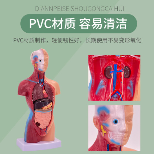 人體模型 28CM軀乾 人體內髒解剖模型 醫學教具骨骼 兒童益智玩具