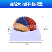1:1大腦功能分區模型 色分腦模型 腦模型皮層分區模型 教學醫學