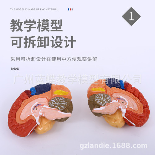 1:1大腦功能分區模型 色分腦模型 腦模型皮層分區模型 教學醫學