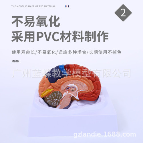 1:1大腦功能分區模型 色分腦模型 腦模型皮層分區模型 教學醫學