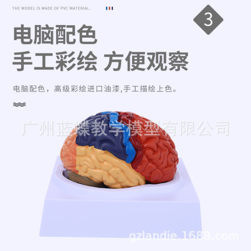 1:1大腦功能分區模型 色分腦模型 腦模型皮層分區模型 教學醫學