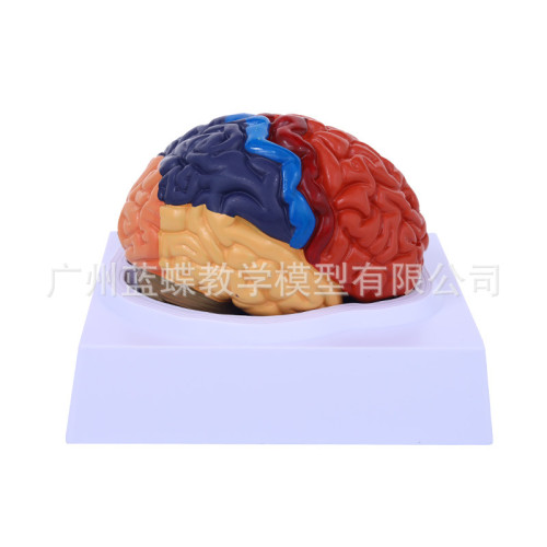 1:1大腦功能分區模型 色分腦模型 腦模型皮層分區模型 教學醫學