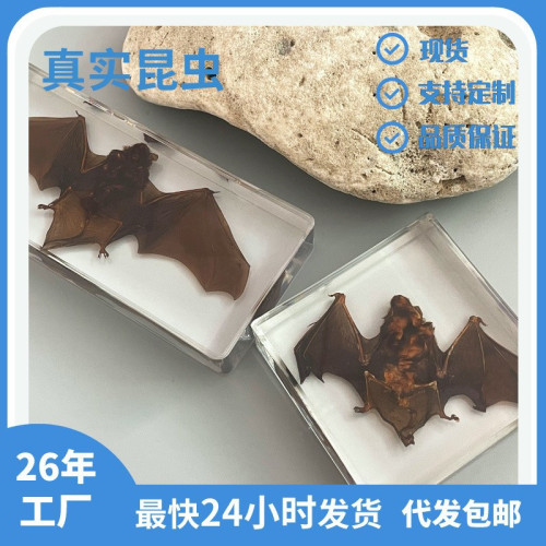 真實蝙蝠標本亞克力外殼樹脂包埋兒童科普教育高級擺件旅遊禮品